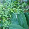 Ylang Ylang